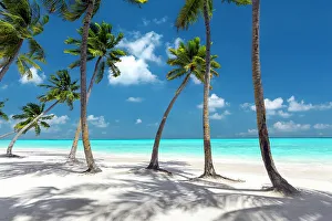 Tropical Climate Prints: Maldives beach, palm trees on white sandy beach, The Maldives, Indian Ocean, Asia