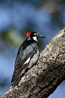 Images Dated 7th April 2010: Male acorn woodpecker (Melanerpes formicivorus), Chiricahuas, Coronado National Forest