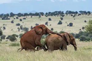 Male Animal Prints: Two male African elephants (Loxodonta africana) displaying homosexual behavior, Tsavo