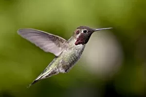Images Dated 5th March 2009: Male Annas hummingbird (Calypte anna), near Saanich, British Columbia