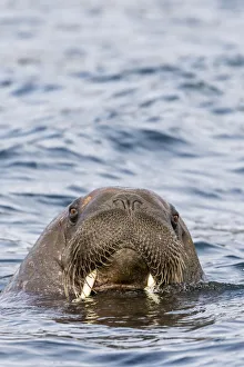 Male Atlantic walrus (Odobenus rosmarus rosmarus), head detail at Russebuhkta, Edgeoya