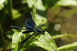 Images Dated 30th May 2009: Male banded demoiselle damselfly (Calopteryx splendens) preparing to take off from a riverside