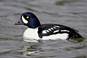 Male Barrows goldeneye (Bucephala islandica), Manning Provincial Park Male Barrows goldeneye (Bucephala islandica), Manning Provincial Park