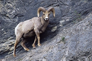 Scaling Prints: Male bighorn sheep (Ovis canadensis), Banff National Park, Alberta, Canada, North America