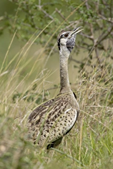 Images Dated 5th November 2006: Male black-bellied bustard (black-bellied korhaa) (Eupodotis melanogaster) calling