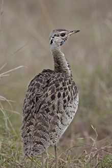 Images Dated 7th October 2007: Male Black-Bellied Bustard (Black-Bellied Korhaan) (Eupodotis melanogaster)