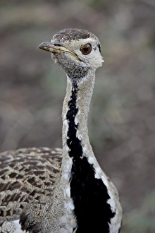 Images Dated 7th October 2007: Male Black-Bellied Bustard (Black-Bellied Korhaan) (Eupodotis melanogaster)