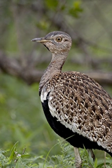 Images Dated 11th November 2007: Male Black-Bellied Bustard (Black-Bellied Korhaan) (Eupodotis melanogaster)