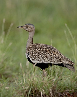 Images Dated 13th November 2007: Male Black-Bellied Bustard (Black-Bellied Korhaan) (Eupodotis melanogaster)