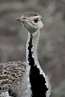Male Black-Bellied Bustard (Black-Bellied Korhaan) (Eupodotis melanogaster)