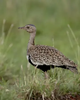 Male Black-Bellied Bustard (Black-Bellied Korhaan) (Eupodotis melanogaster)