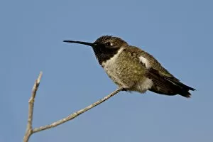 Images Dated 22nd March 2010: Male black-chinned hummingbird (Archilochus alexandri), Sweetwater Wetlands