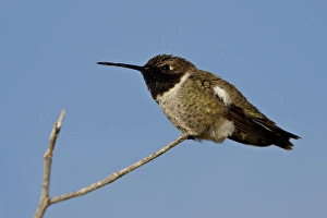 Male black-chinned hummingbird (Archilochus alexandri), Sweetwater Wetlands Male black-chinned hummingbird (Archilochus alexandri), Sweetwater Wetlands