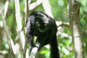 Ability Prints: Male Black lemur, Strict Nature Reserve of Lokobe