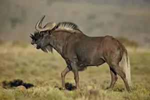 Horn Prints: Male black wildebeest (white-tailed gnu (Connochaetes gnou) calling