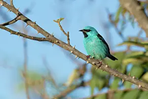Minas Gerais State Prints: Male Blue Dacnis (Dacnis cayana) Thraupidae family