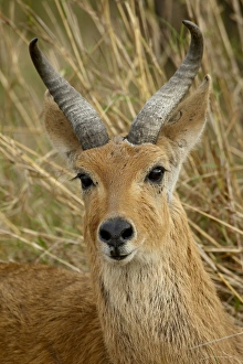 Images Dated 14th October 2007: Male Bohor reedbuck (Redunca redunca), Masai Mara National Reserve, Kenya
