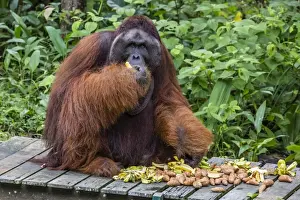 Malaysian Prints: Male Bornean orangutan (Pongo pygmaeus) with full cheek pads