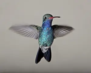 Male broad-billed hummingbird (Cynanthus latirostris) in flight, Madera Canyon