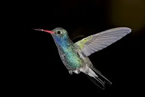 Black Background Prints: Male broad-billed hummingbird (Cynanthus latirostris) in flight, Madera Canyon