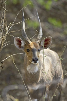 Images Dated 31st October 2006: Male bushbuck (Tragelaphus scriptus)