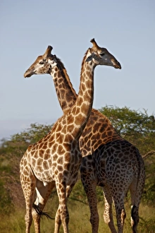 Two male Cape giraffe (Giraffa camelopardalis giraffa), Imfolozi Game Reserve