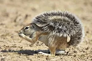 Images Dated 25th February 2007: Male Cape ground squirrel (Xerus inauris), Kgalagadi Transfrontier Park
