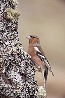 One Bird Only Prints: Male chaffinch
