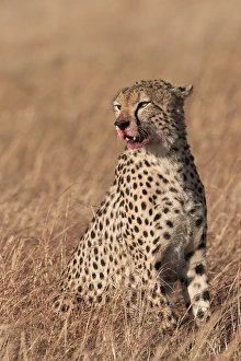 Spotted Prints: Male cheetah (Acinonyx jubatus), mouth stained with blood from feeding, Lemek Conservancy
