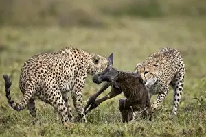Serengeti Prints: Two male cheetah (Acinonyx jubatus) killing a new born blue wildebeest (brindled gnu)