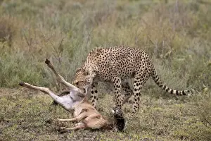 Serengeti Prints: Male cheetah (Acinonyx jubatus) killing a newborn blue wildebeest (brindled gnu)
