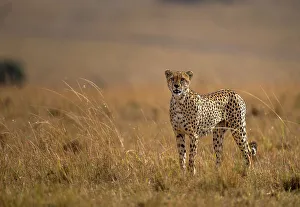 Savannah Prints: A male Cheetah (Acinonyx jubatus) in the Maasai Mara, Kenya, East Africa, Africa