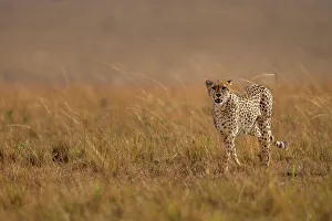 Savannah Prints: A male Cheetah (Acinonyx jubatus) in the Maasai Mara, Kenya, East Africa, Africa