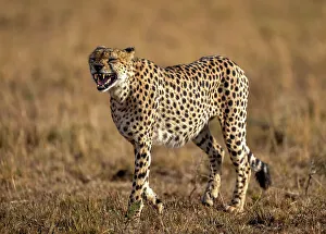 Savannah Prints: A male Cheetah (Acinonyx jubatus) in the Maasai Mara, Kenya, East Africa, Africa