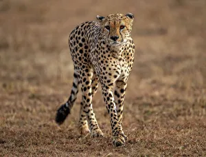 Savannah Prints: A male Cheetah (Acinonyx jubatus) in the Maasai Mara, Kenya, East Africa, Africa