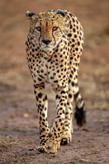 Savannah Prints: A male Cheetah (Acinonyx jubatus) in the Maasai Mara, Kenya, East Africa, Africa