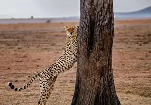 Savannah Prints: A male Cheetah (Acinonyx jubatus) stretching on a tree in the Maasai Mara