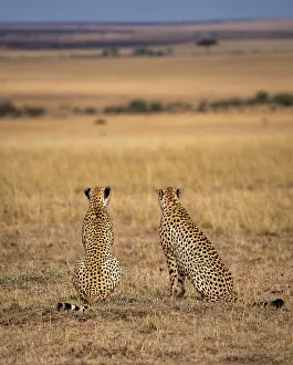 Savannah Prints: Male Cheetahs (Acinonyx jubatus) in the Maasai Mara, Kenya, East Africa, Africa