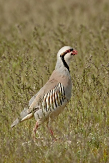 Male Animal Prints: Male chukar (Alectoris chukar), Antelope Island State Park, Utah, United States of America