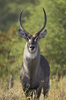 Kruger Prints: Male common waterbuck