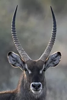 Images Dated 27th September 2007: Male common waterbuck (Ellipsen waterbuck) (Kobus ellipsiprymnus ellipsiprymnus)