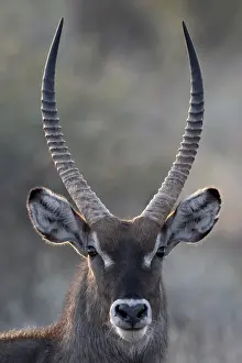 Samburu Prints: Male common waterbuck (Ellipsen waterbuck) (Kobus ellipsiprymnus ellipsiprymnus)