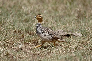 Images Dated 1st October 2007: Male Coqui francolin (Peliperdix coqui), Lake Nakuru National Park, Kenya