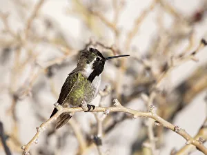 Texas Prints: Male Costa's hummingbird (Calypte costae)