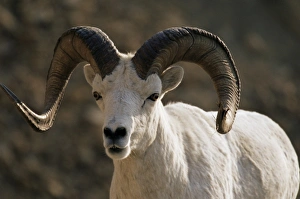 Antler Prints: Male dall sheep (Ovis dalli)