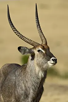 National Reserve Prints: Male defassa waterbuck (Kobus ellipsiprymnus defassa)