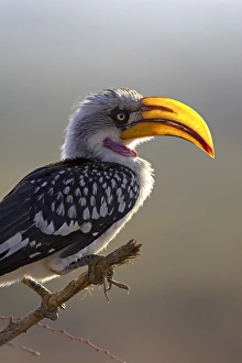 Male Eastern yellow-billed hornbill (Tockus flavirostris) Male Eastern yellow-billed hornbill (Tockus flavirostris)