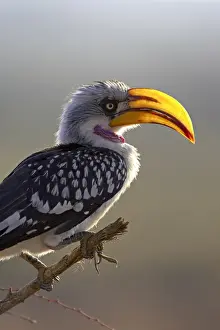 Samburu Prints: Male Eastern yellow-billed hornbill (Tockus flavirostris)
