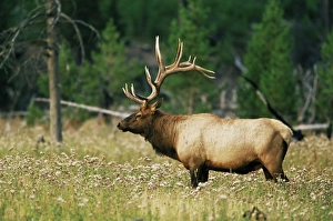 Antler Prints: Male elk (Cervus canadensis)