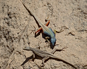 Images Dated 23rd October 2007: Male and female Augrabies flat lizard (Platysaurus broadleyi), Augrabies Falls National Park